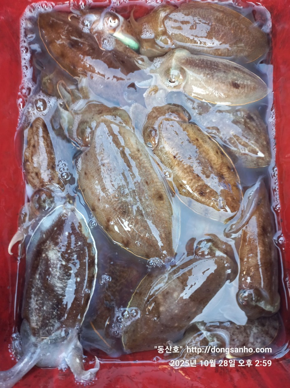 52a01e3ee9511b8561b8eb510a03d07b_1761664