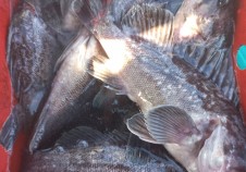 11/15 우럭낚시…