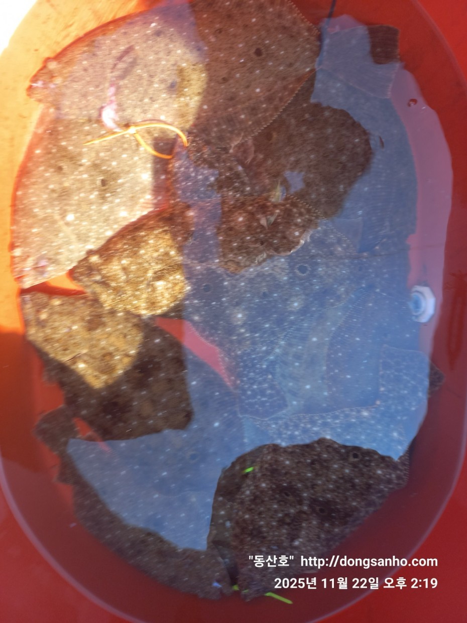 47d111af0bd215692128942c65d4570d_1763914