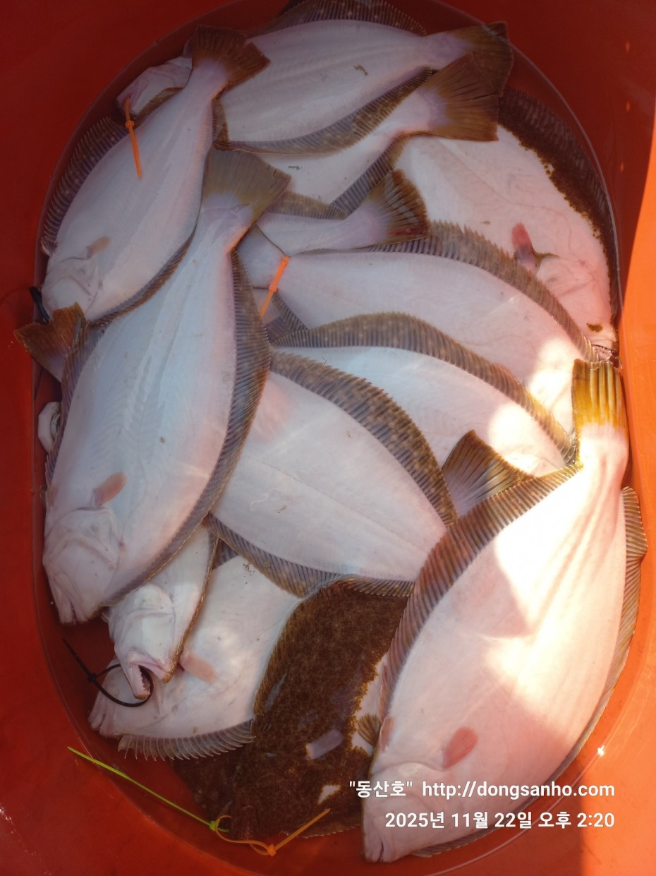 47d111af0bd215692128942c65d4570d_1763914