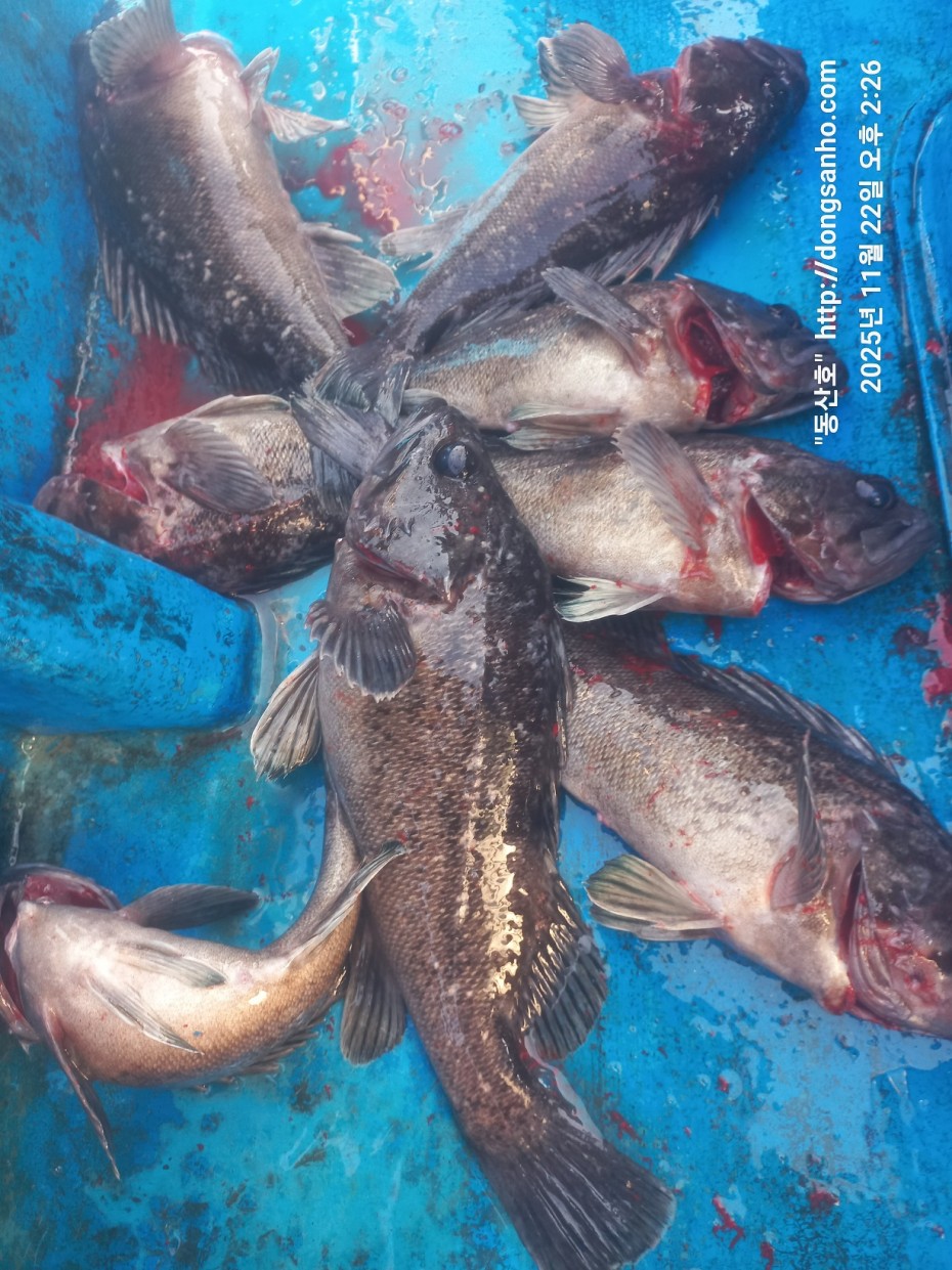 47d111af0bd215692128942c65d4570d_1763914