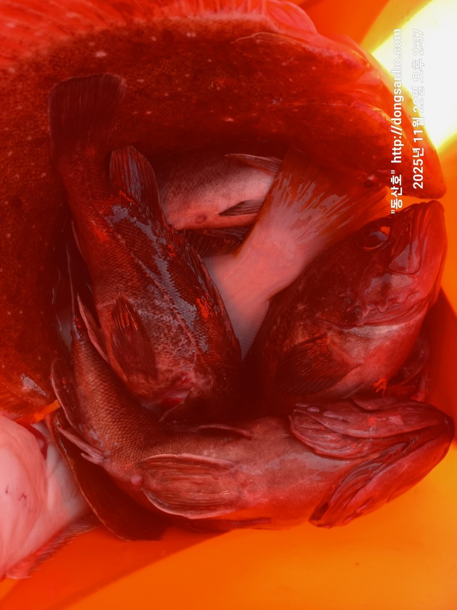 47d111af0bd215692128942c65d4570d_1763914