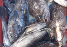 11/14 우럭낚시…