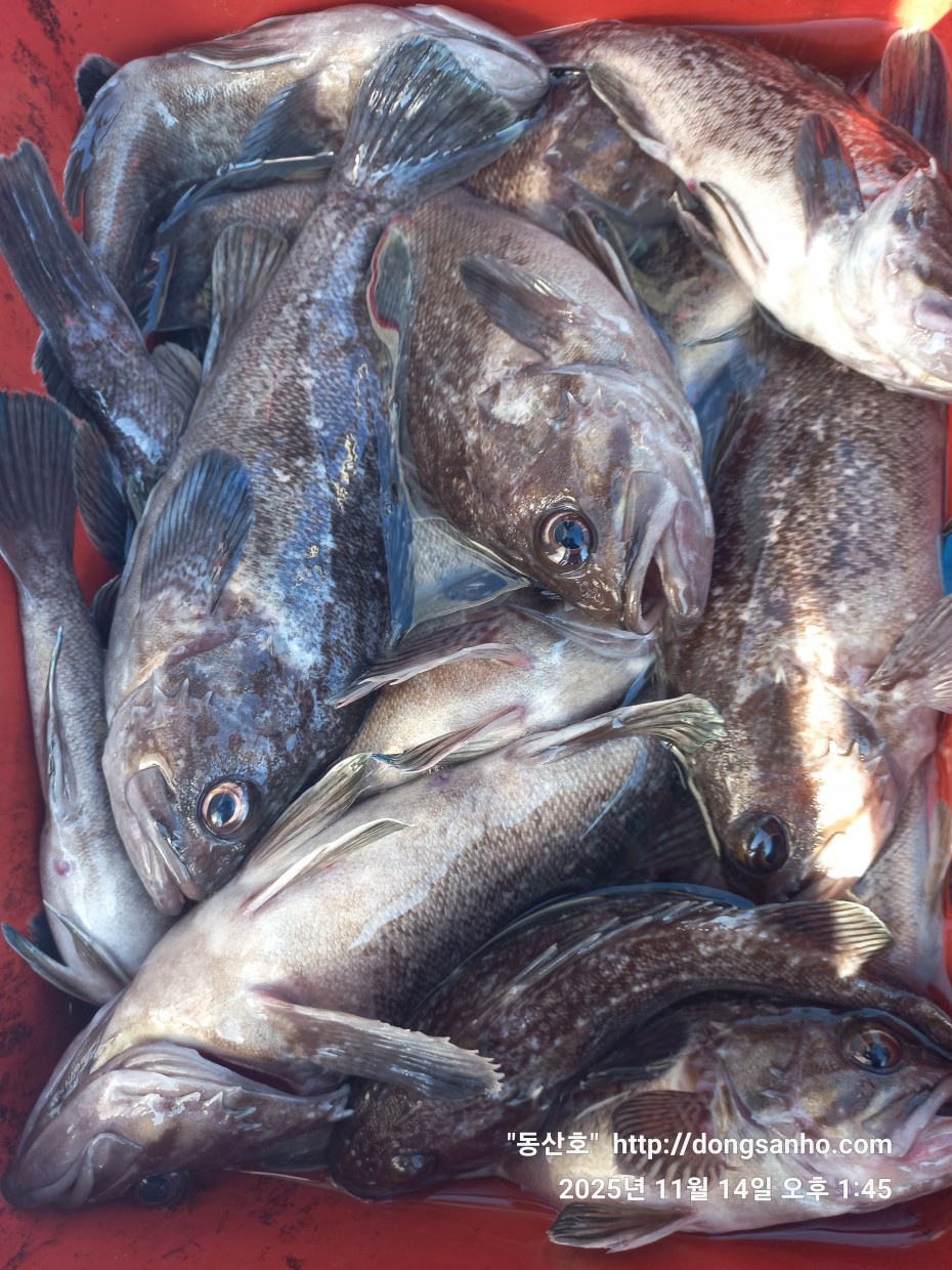 672248b6a83ed541a2eda19a216dbdf9_1763143