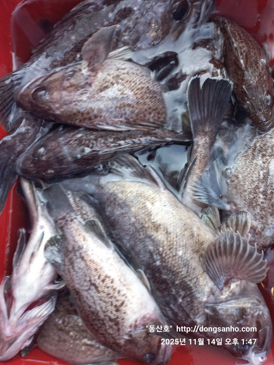 672248b6a83ed541a2eda19a216dbdf9_1763143