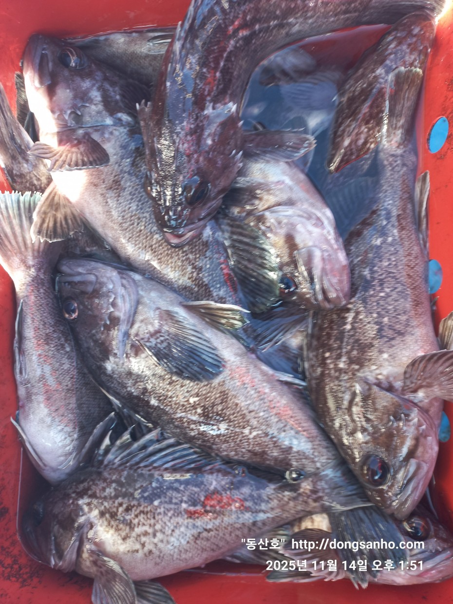 672248b6a83ed541a2eda19a216dbdf9_1763143