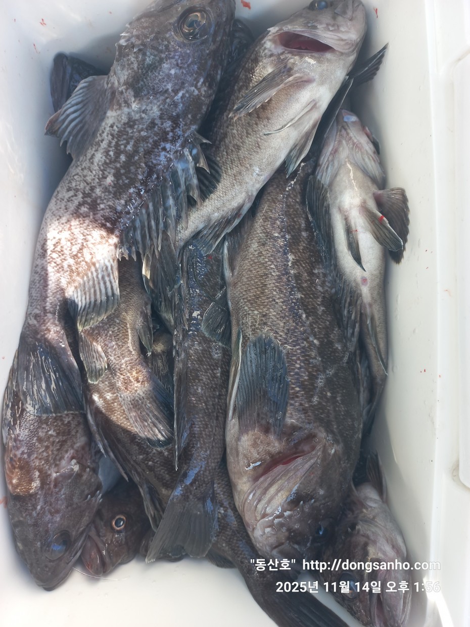 672248b6a83ed541a2eda19a216dbdf9_1763143