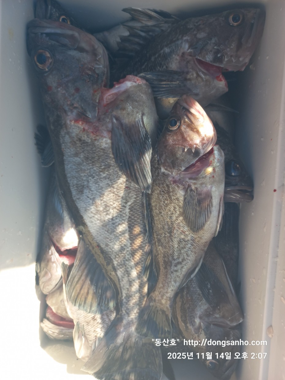 672248b6a83ed541a2eda19a216dbdf9_1763143