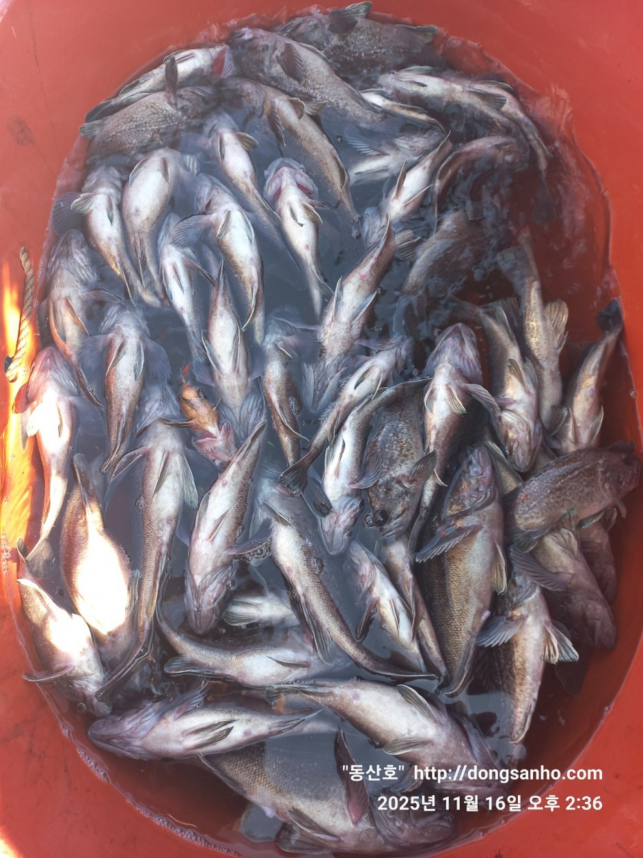 672248b6a83ed541a2eda19a216dbdf9_1763416