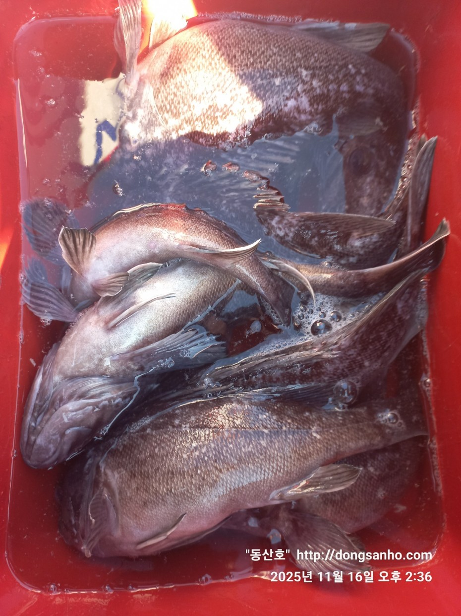 672248b6a83ed541a2eda19a216dbdf9_1763416