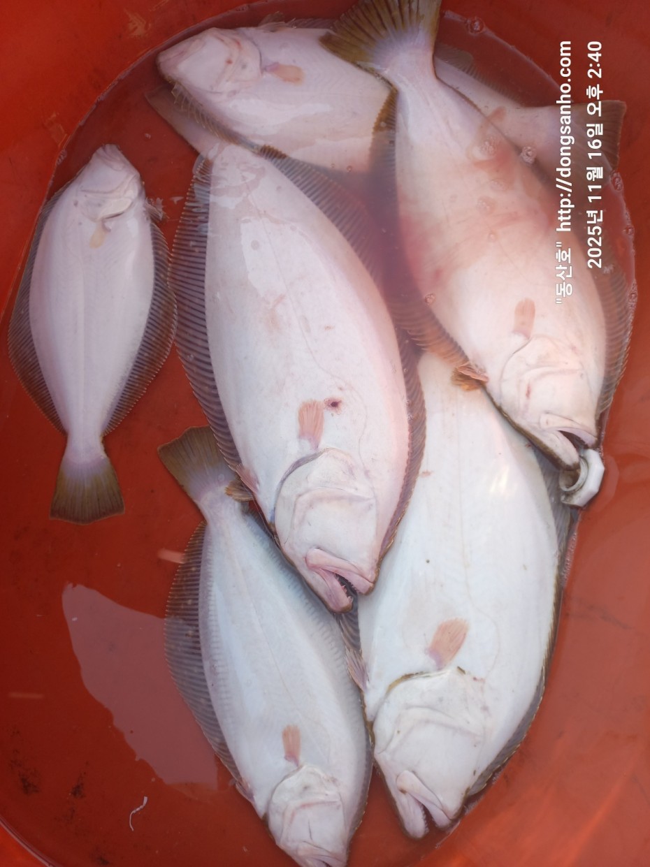 672248b6a83ed541a2eda19a216dbdf9_1763416