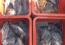 11/7 다잡아외수…