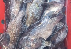 11/12 우럭낚시…