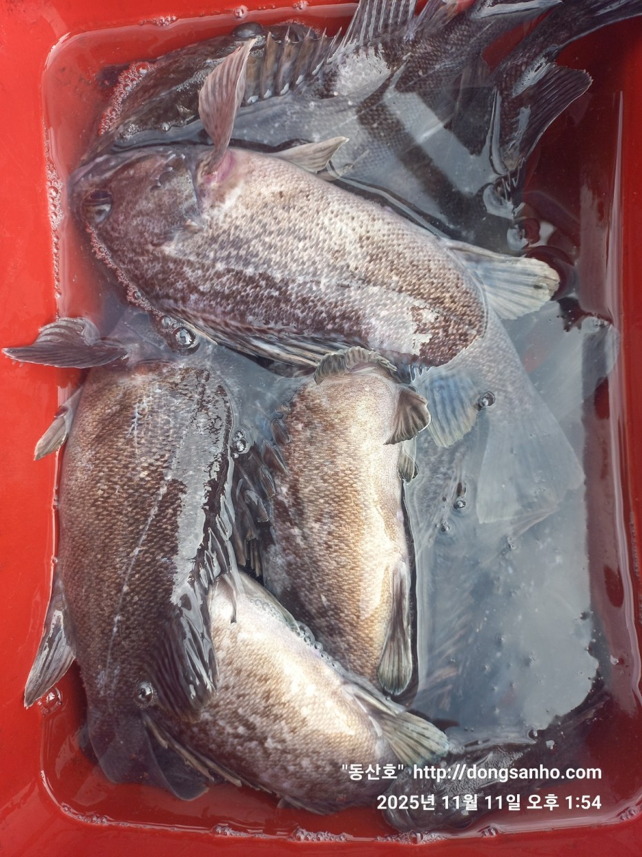 d36688c5f6c8d7dee49cae00df3d1205_1762873