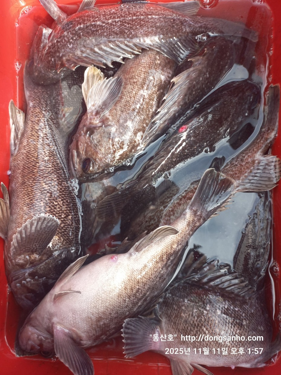 d36688c5f6c8d7dee49cae00df3d1205_1762873