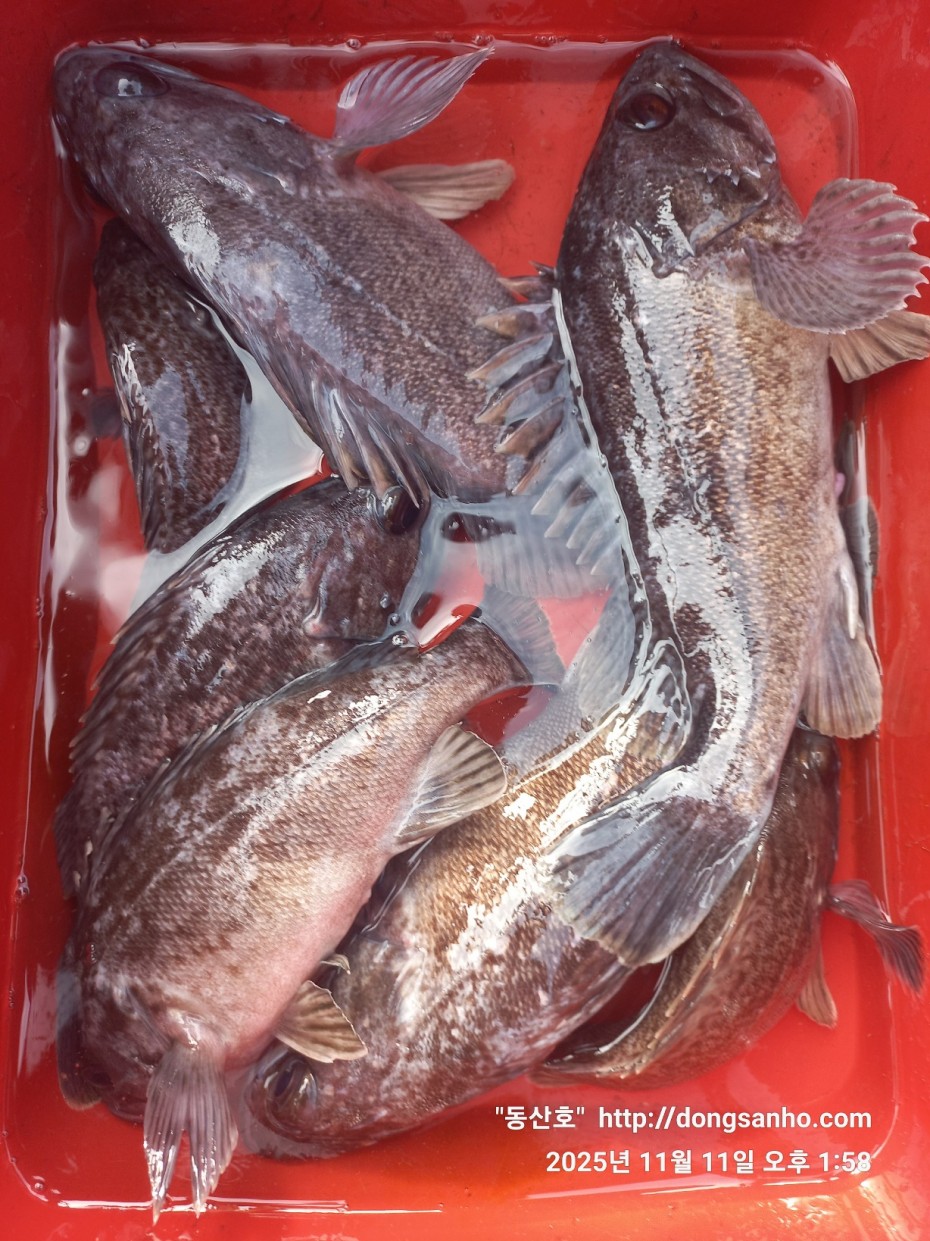 d36688c5f6c8d7dee49cae00df3d1205_1762873