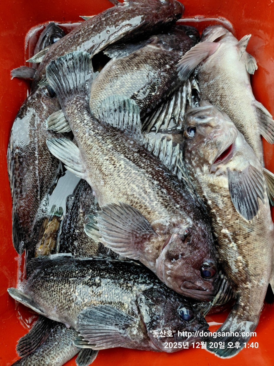 0bd46a48f032043a34ca265981df4bb5_1766265