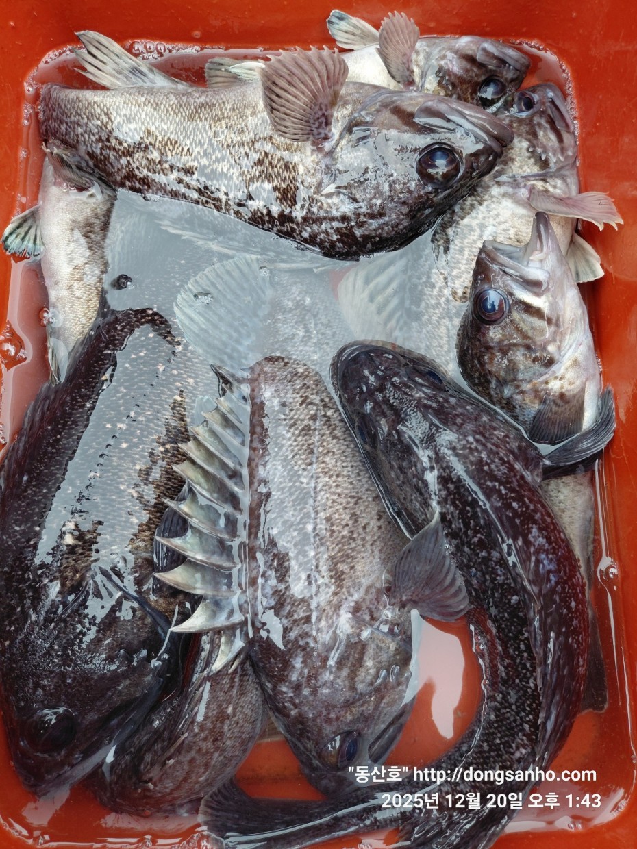 0bd46a48f032043a34ca265981df4bb5_1766265