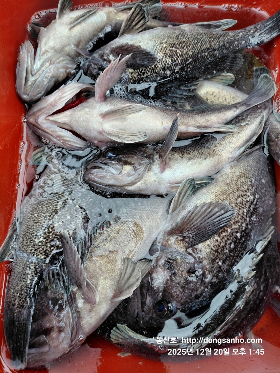 0bd46a48f032043a34ca265981df4bb5_1766265