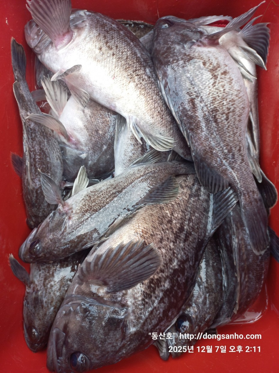 ab49e2ef79f925d6143da1f762d64438_1765528