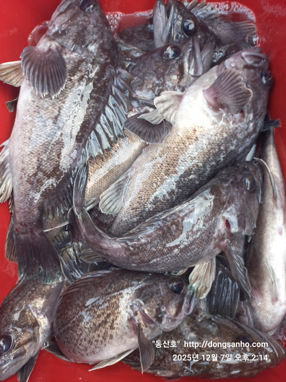 ab49e2ef79f925d6143da1f762d64438_1765528