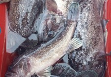 12/12 우럭낚시…