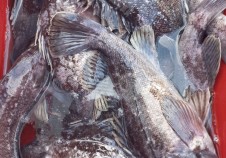 12/15 우럭낚시…