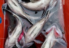 2/27 우럭낚시 …