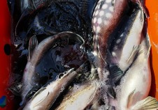 2/28 우럭낚시 …