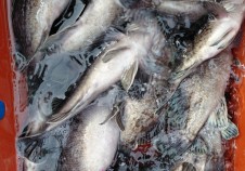 3/1 우럭낚시 저…