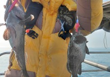 4/13 우럭낚시 …