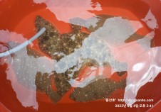 5/4 광어다운샷 …